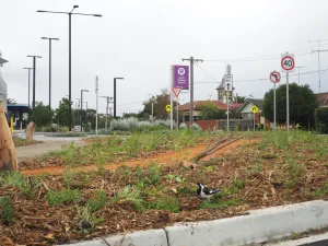 Newly planted garden.