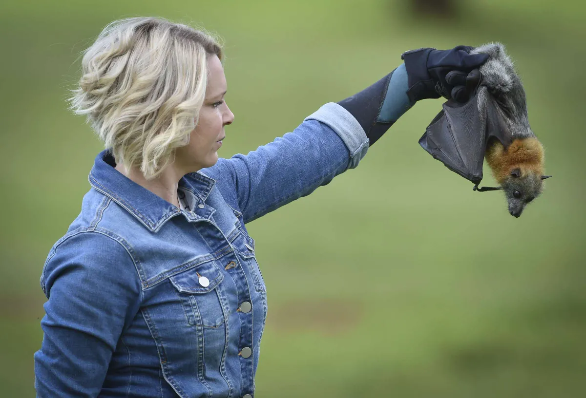 Veterinary nurse and volunteer wildlife carer, Leila Moody, with Daphne the flying fox