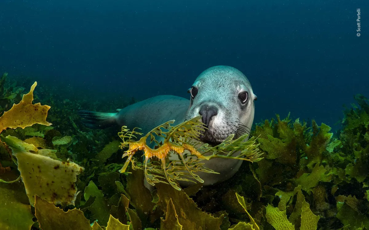Double interest by Scott Portelli (Australia), Highly Commended Animal Portraits