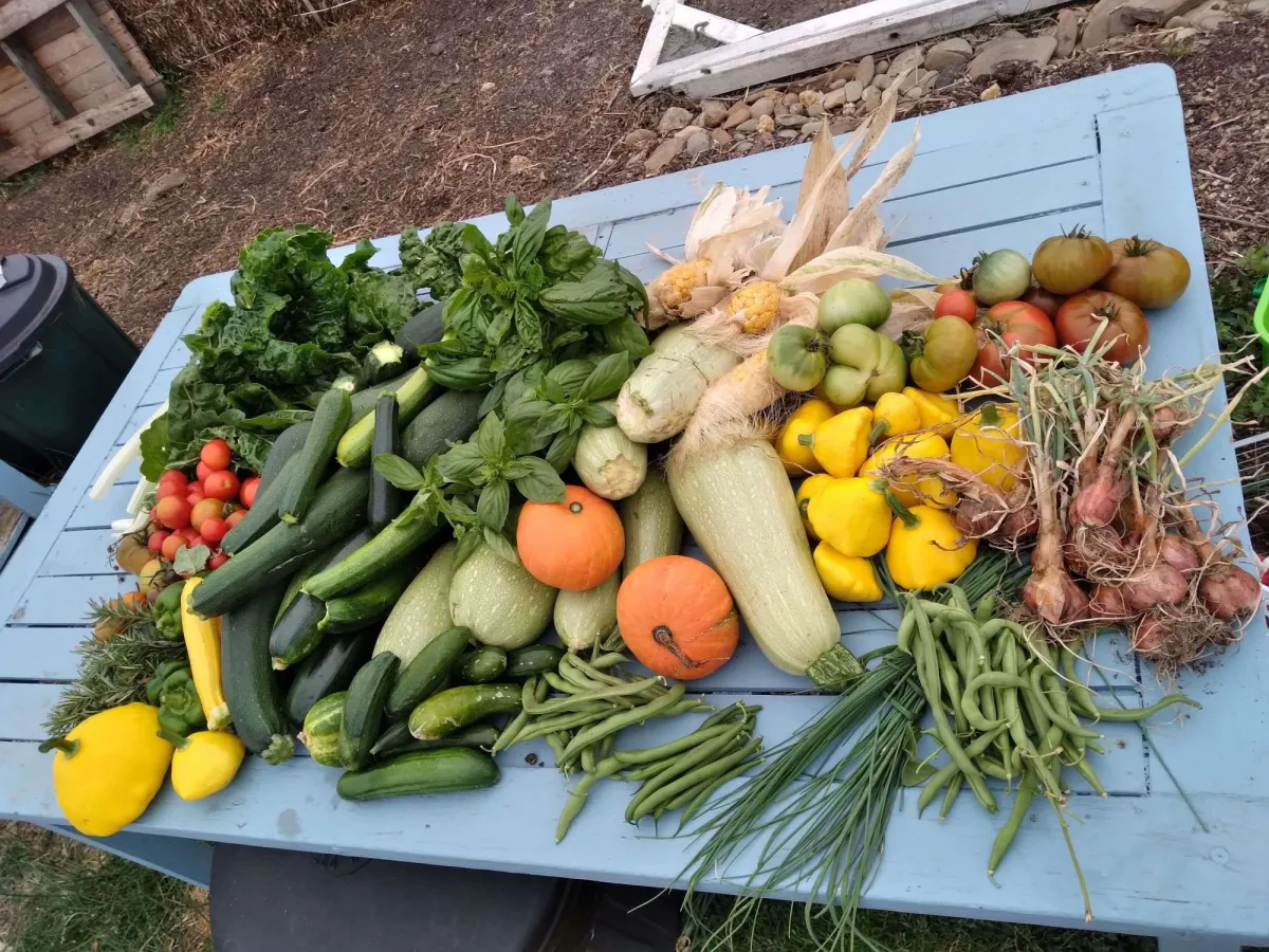 Veggies being grown using City compost at Springdale Community Garden
