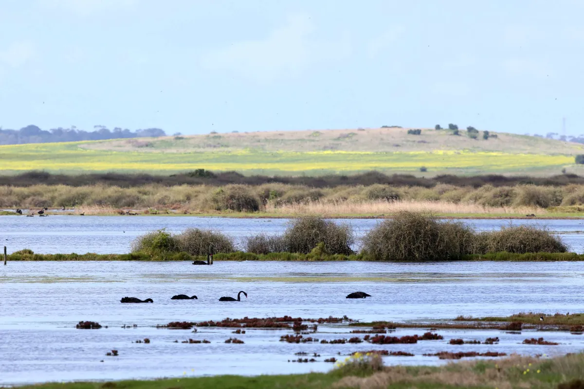Sparrovale Wetland Reserve Ngubitj yoorree