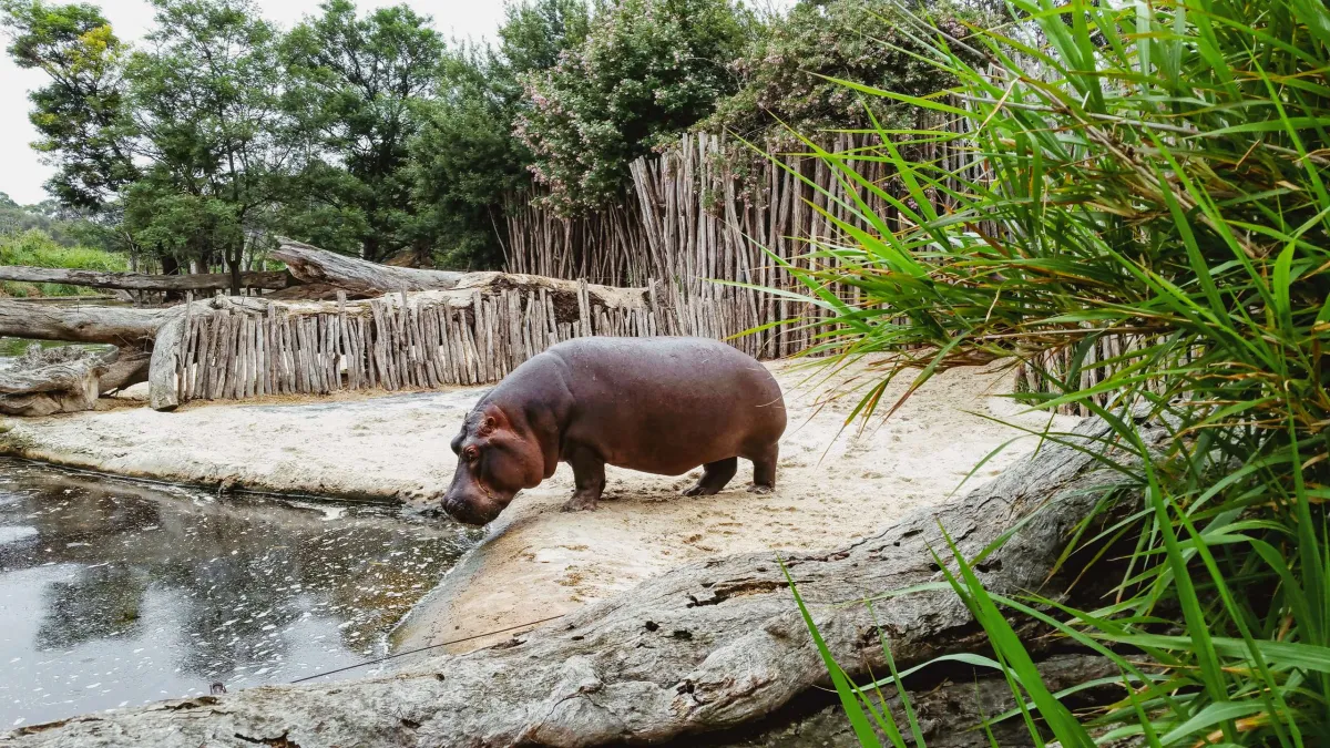 Hippopotamus at Werribee Open Range Zoo. We donate bamboo to support the enrichment of zoo animals
