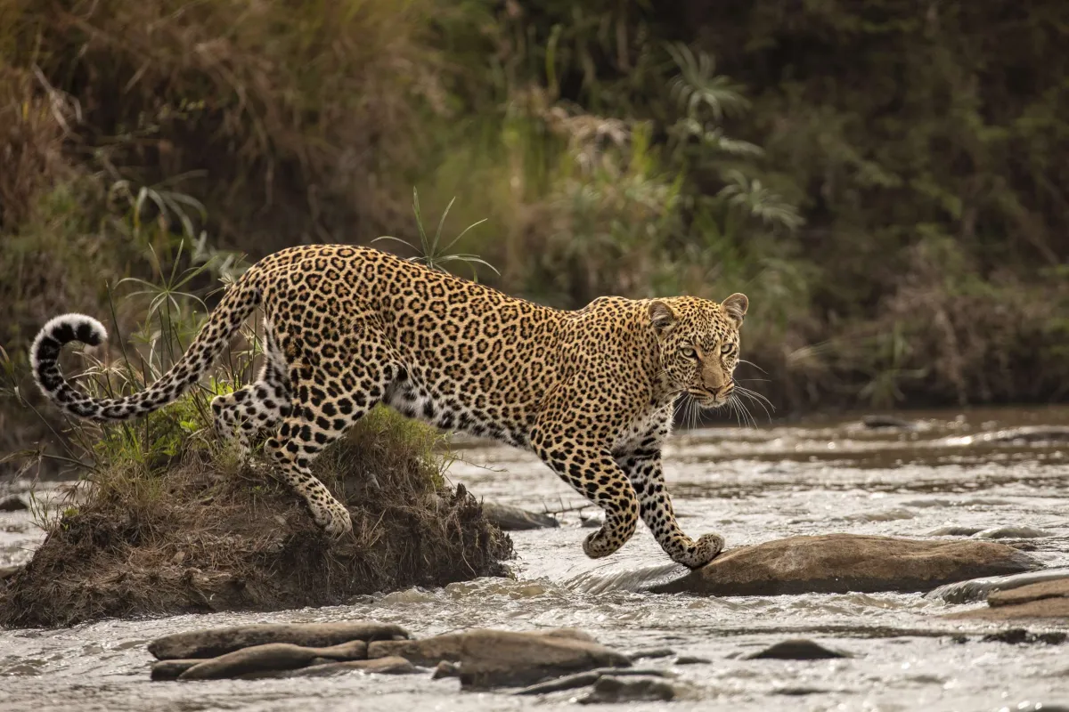 Photo: Shashwat Harish