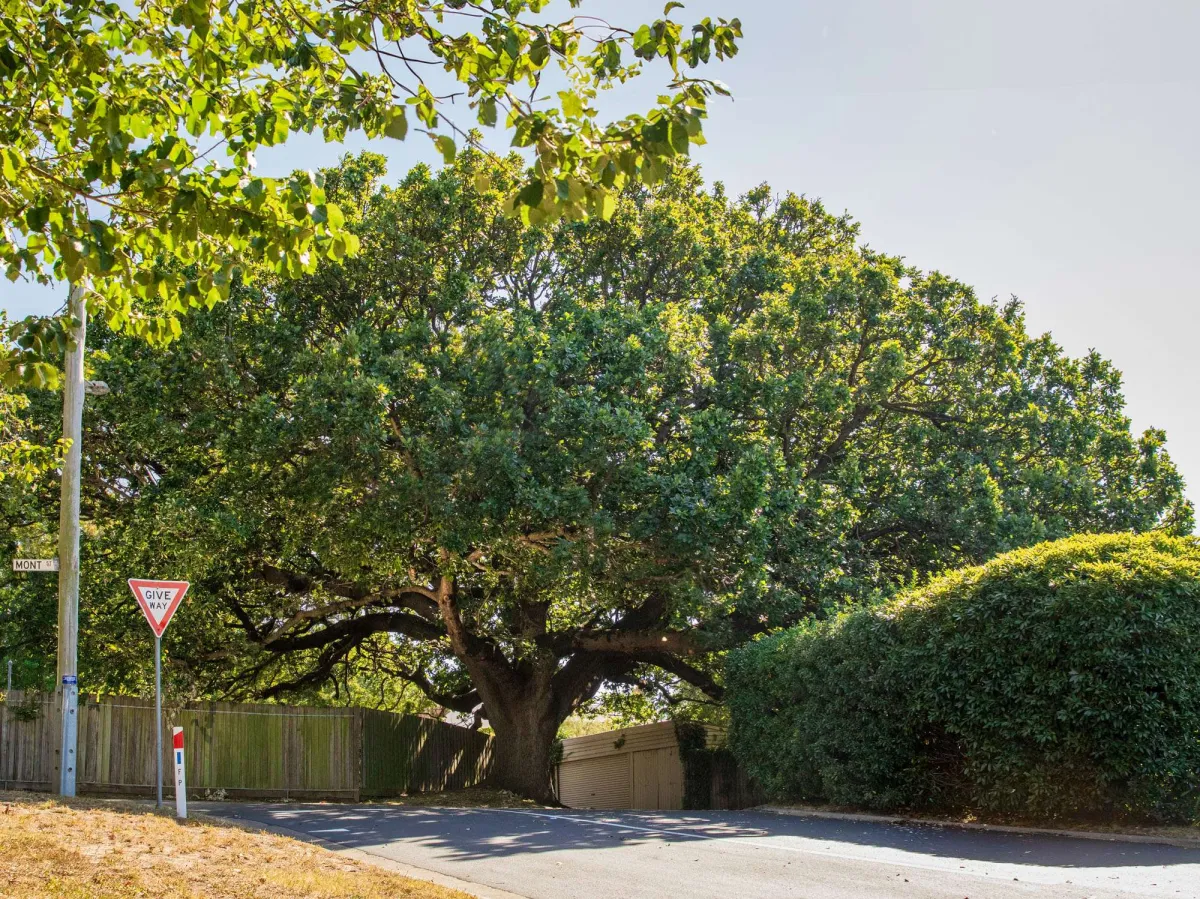 The Algerian Oak tree at Mont Street, Newtown recently added to the National Trust of Australia register